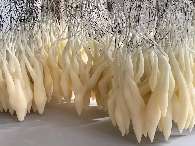 Anima 2024 dimensions variable Anima 2024 dimensions variable