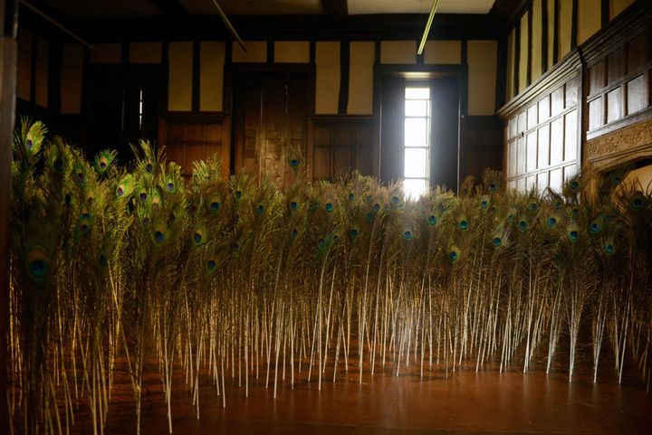 Spectacle 2013
Site specific installation
Part of Beastly Hall
Curated by Artwise at Hall Place - Bexley in Kent
Peacock feathers inserted into falsle floor of tudor room. Sightline through windows to the Queens Beasts topiaries, based on sculptures lining the route of the Queen's Coronation in 1953.