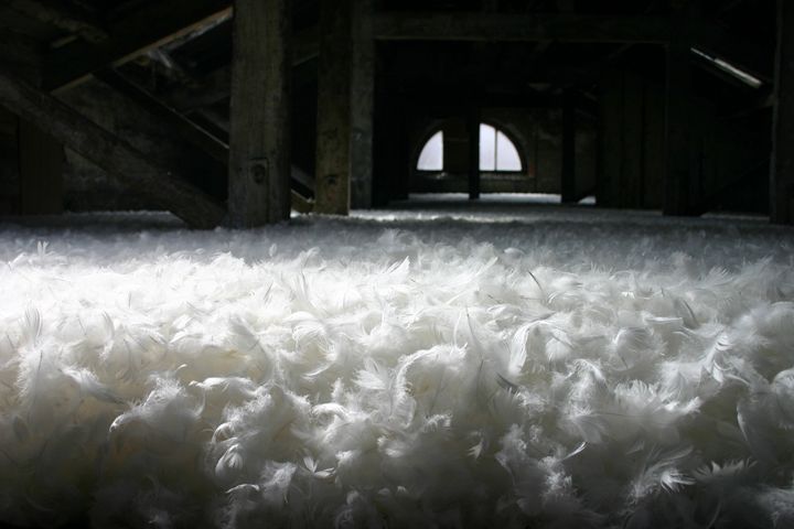 Stratum 2012
Islington Mill, Attic Space
80 Kg Feather Down
Islington Mill, James Street, Salford, M3 5HW
<a href="http://www.islingtonmill.com/">islingtonmill.com</a>