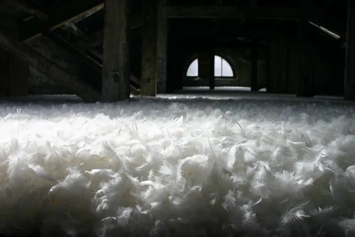 Stratum 2012
Islington Mill, Attic Space
80 Kg Feather Down
Islington Mill, James Street, Salford, M3 5HW
<a href="http://www.islingtonmill.com/">islingtonmill.com</a>